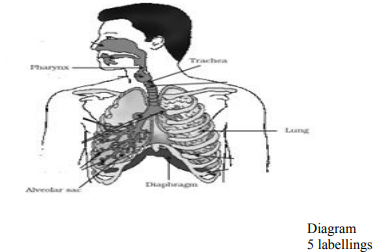 excretory system in human beings